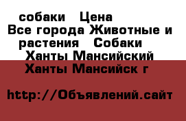 собаки › Цена ­ 2 500 - Все города Животные и растения » Собаки   . Ханты-Мансийский,Ханты-Мансийск г.